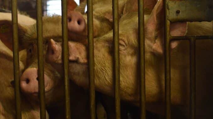 Schweinezucht: Samara Eckardt deckt Missstände auf