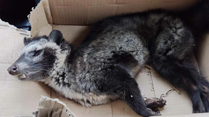 Kranke und sterbende Schleichkatzen: Neue Aufdeckungen auf Kopi Luwak-Farmen auf Java