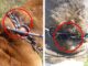 Schockierende Bilder: Rinder mit eingewachsenen Ketten – massives Tierleid in Erkelenz