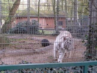 Video: Verhaltensstörungen und skandalöse Tierabgaben im Tierpark