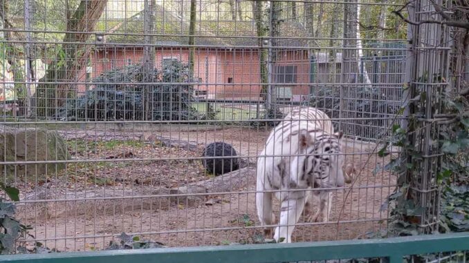 Video: Verhaltensstörungen und skandalöse Tierabgaben im Tierpark