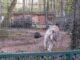 Video: Verhaltensstörungen und skandalöse Tierabgaben im Tierpark