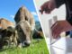 Tierschutz-Wahlprüfsteine für die Europawahlen 2024