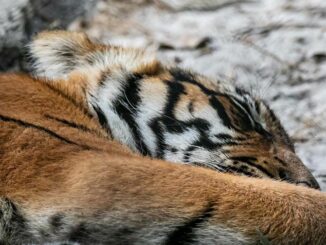 Ein Tiger liegt auf einem Steinboden.