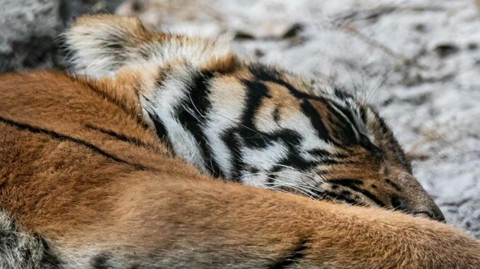 Ein Tiger liegt auf einem Steinboden.