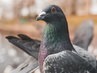 Limburg: Tötung von 200 Tauben trotz tierfreundlicher Lösung?