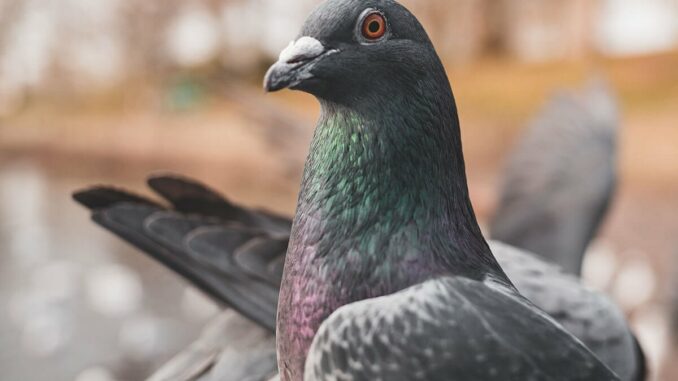 Limburg: Tötung von 200 Tauben trotz tierfreundlicher Lösung?