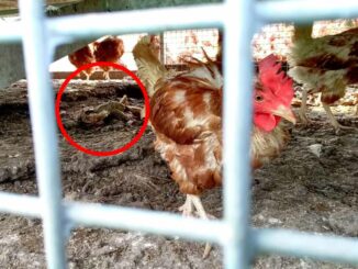 Tote Hennen in Mobilstall gefunden: PETA erstattet Anzeige