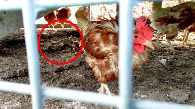 Tote Hennen in Mobilstall gefunden: PETA erstattet Anzeige