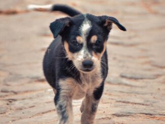 Ein schwarz-weiss gefleckter Hund laeuft auf einer staubigen Strasse.