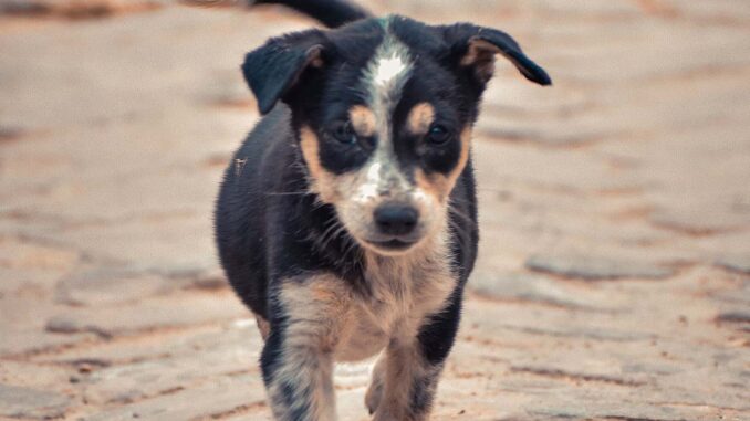 Ein schwarz-weiss gefleckter Hund laeuft auf einer staubigen Strasse.