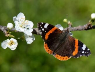 ++ Ökotipp: Schmetterlinge: Weniger tun, mehr lassen – So gelingt der ...