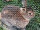 Video: Vernachlässigte Tiere in vermeintlicher Ferienhof-Idylle