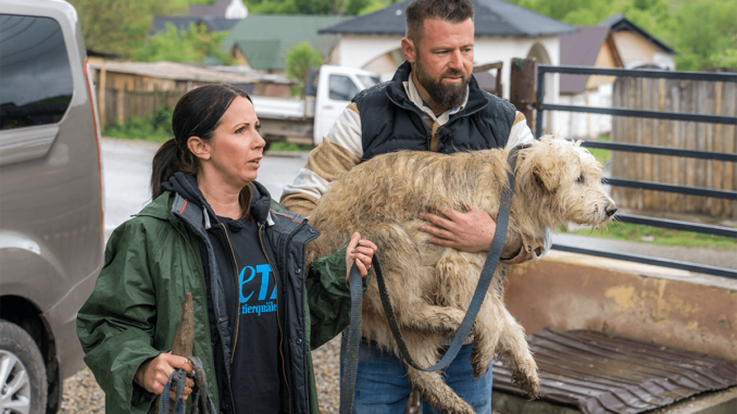 PETA HELPS ROMANIA – Welpentrainer André Vogt zu Besuch bei PETAs Tierschutzkampagne