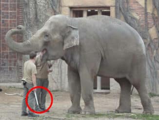 Gewalt im Leipziger Zoo: Elefanten geschlagen und mit Steinschleuder beschossen?