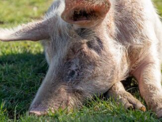 Wie Schwein Frida und Co. mit Handicap ein neues Zuhause fanden