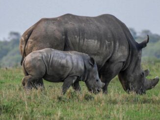 Ein Breitmaulnashorn mit einem Jungtier