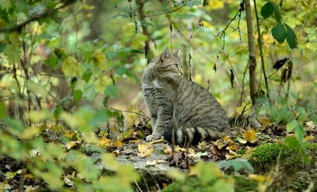 Wildkatze gewinnt Lebensräume zurück / Neue Nachweise der gefährdeten Art in ...