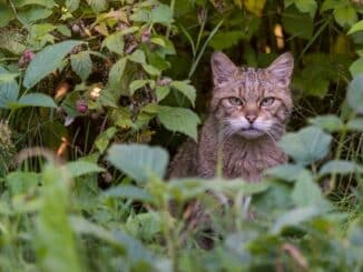 ++ Wildes Mecklenburg-Vorpommern: Wildkatze im Müritz-Nationalpark vermutet ++