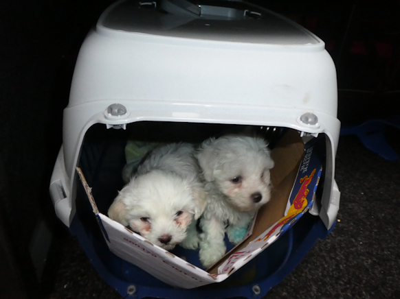 Gerettete Hundewelpen