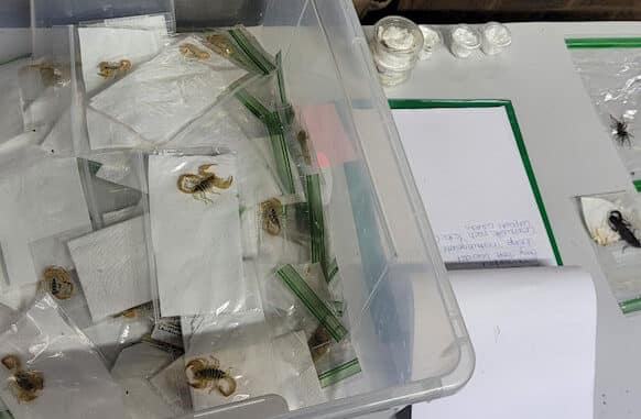 Verschiedene sichergestellte Skorpione