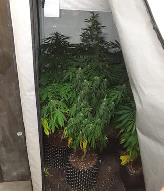 Indoor-Cannabisplantage