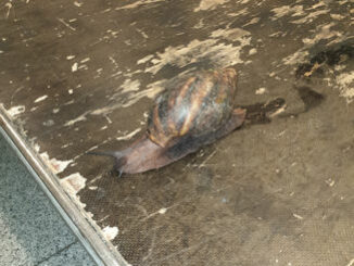 Afrikanische Riesenschnecke auf Gepäckwagen