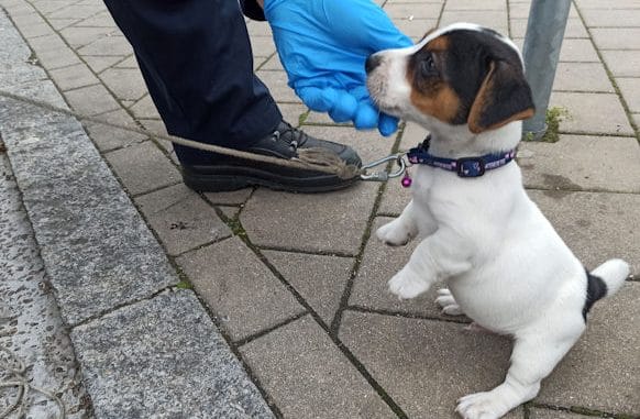 Geschmuggelter Hundewelpe
