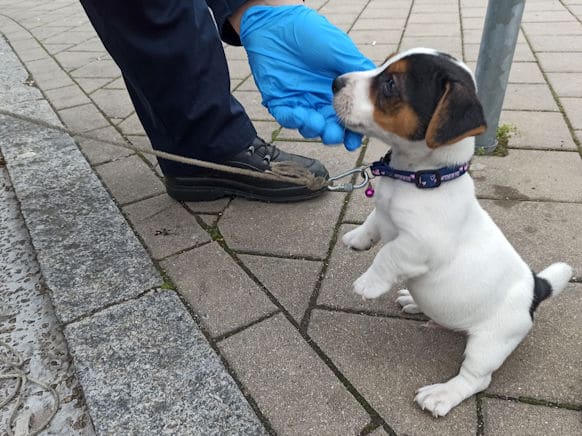 Geschmuggelter Hundewelpe