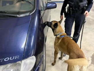 Zollhund erschnüffelt Zigaretten