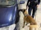 Zollhund erschnüffelt Zigaretten