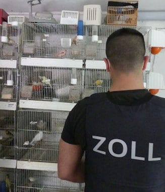 Zöllner findet Vogelkäfige bei Durchsuchung