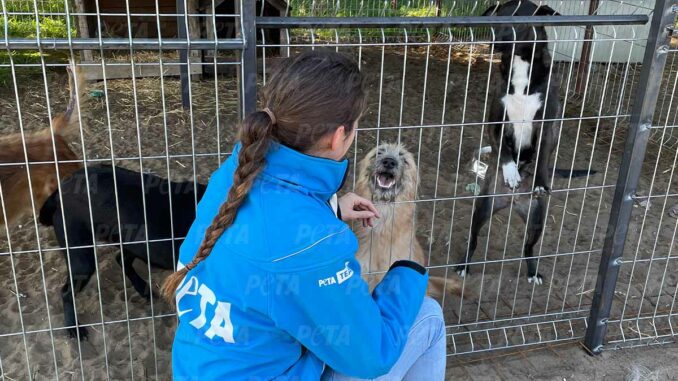 Zwei Jahre PETA HELPS UKRAINE: Tierhilfe in Kriegszeiten