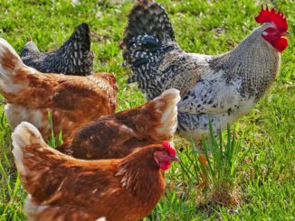 Agriculture Poultry Chickens Hens  - ramboldheiner / Pixabay