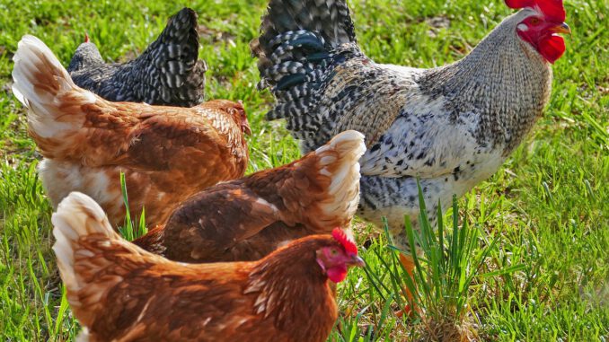 Agriculture Poultry Chickens Hens Agriculture Poultry Chickens Hens - ramboldheiner / Pixabay