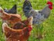 Agriculture Poultry Chickens Hens  - ramboldheiner / Pixabay