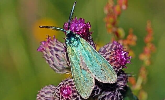 ++ Ampfer-Grünwidderchen ist Schmetterling des Jahres 2023 ++