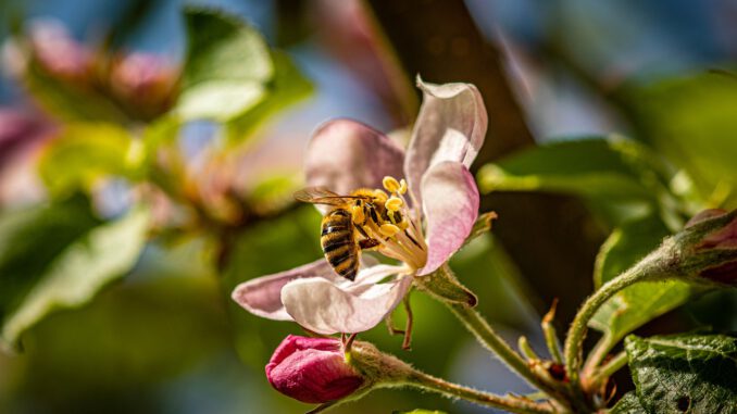 Apple Blossom Flower Bee Insect Apple Blossom Flower Bee Insect - Thragor / Pixabay