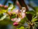 Apple Blossom Flower Bee Insect  - Thragor / Pixabay