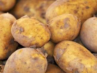 yellow potatoes on brown wooden table