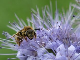 ++ Weltbienentag: BUND-Rettungsinseln für Wildbienen am Grünen Band – Nisthügel, ...