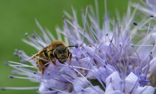 ++ Weltbienentag: BUND-Rettungsinseln für Wildbienen am Grünen Band – Nisthügel, ...