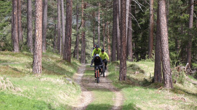 Bike Nature Forest Woods Outdoor  - lenahelfinger / Pixabay