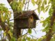 Bird Feeder Bird House  - manfredrichter / Pixabay