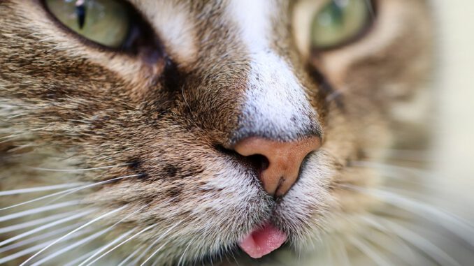 Cat Cat Tongue Cat Face Whiskers Cat Cat Tongue Cat Face Whiskers - Nennieinszweidrei / Pixabay