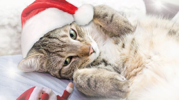 Cat Domestic Animal Christmas  - guvo59 / Pixabay