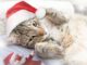 Cat Domestic Animal Christmas  - guvo59 / Pixabay