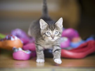 Cat Kitten Pet Tabby Cat Kitty - lindsrw / Pixabay