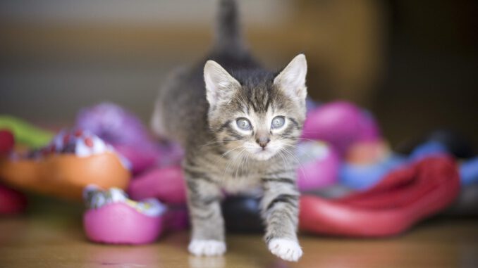 Cat Kitten Pet Tabby Cat Kitty Cat Kitten Pet Tabby Cat Kitty - lindsrw / Pixabay