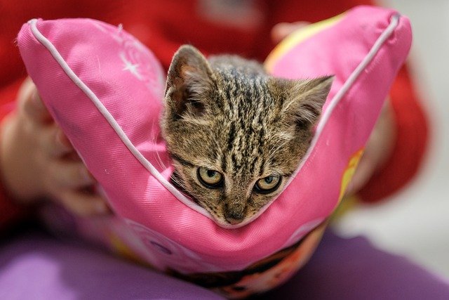 Cat Kitten Pet Tabby Cat Kitty - Alek_B / Pixabay